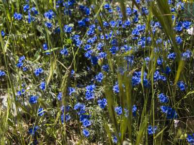 ...e la alkanna tinctoria, dal blu intenso